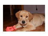 Щенок)
Играет с папкиной игрушкой.

Просмотров: 1867
Комментариев: 