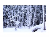 Заснеженный январский лес
Фотограф: vikirin

Просмотров: 3421
Комментариев: 0
