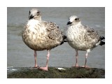 Название: DSC01400
Фотоальбом: Птицы
Категория: Животные
Описание: Молодые чайки.

Просмотров: 646
Комментариев: 0