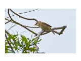 Чернобровая камышевка
Фотограф: VictorV
Black-browed Reed-warbler

Просмотров: 708
Комментариев: 0