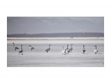 Прилетели!!!
Фотограф: Tsygankov Yuriy

Просмотров: 712
Комментариев: 0