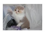 11
лиловая черепаховая биколорная кошечка

Просмотров: 969
Комментариев: 0