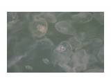 Владивосток. Набережная..Медузы
Фотограф: vikirin

Просмотров: 1118
Комментариев: 0