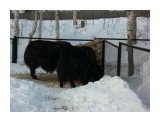 Название: CIMG4761
Фотоальбом: наш Zoo
Категория: Животные

Время съемки/редактирования: 2009:01:18 16:11:23
Фотокамера: CASIO COMPUTER CO.,LTD. - EX-Z1000   
Диафрагма: f/5.4
Выдержка: 1/125
Фокусное расстояние: 2370/100



Просмотров: 781
Комментариев: 0