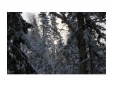 В лесу берендеевском...
Фотограф: vikirin

Просмотров: 2222
Комментариев: 0