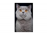 Название: 25
Фотоальбом: ICH Jack Blue Vernissage
Категория: Животные

Время съемки/редактирования: 2010:04:28 01:02:00
Фотокамера: Canon - Canon EOS 5D Mark II
Диафрагма: f/9.0
Выдержка: 1/200
Фокусное расстояние: 200/1
Светочуствительность: 100


Просмотров: 713
Комментариев: 4