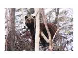 Название: Дикий зверь из дикого леса
Фотоальбом: Сахалин
Категория: Животные

Время съемки/редактирования: 2013:05:05 16:48:50
Фотокамера: Canon - Canon EOS 50D
Диафрагма: f/5.6
Выдержка: 1/160
Фокусное расстояние: 85/1


Описание: Перед Весточкой

Просмотров: 1300
Комментариев: 2