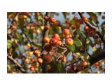 Поздние яблочки.. В саду Орловой Т.Д.
Фотограф: vikirin

Просмотров: 1686
Комментариев: 0