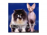 555
киса

Просмотров: 1196
Комментариев: 