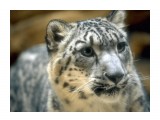 Название: Белый Ягуар
Фотоальбом: Разное
Категория: Животные

Просмотров: 1498
Комментариев: 1