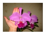 Cattleya labiata ("Helena" x "Nomura")
Фотограф: Marion
размер цветочка)))

Просмотров: 576
Комментариев: 0