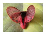 Название: Phragmatobia amurensis- Медведица-толстянка амурская
Фотоальбом: Бабочки
Категория: Макросъёмка

Время съемки/редактирования: 2016:06:21 17:52:34
Фотокамера: Canon - Canon PowerShot SX150 IS
Диафрагма: f/3.4
Выдержка: 1/30
Фокусное расстояние: 5000/1000



Просмотров: 1076
Комментариев: 0