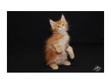 Название: Феликс - 2 месяца
Фотоальбом: МойКотенок
Категория: Животные

Время съемки/редактирования: 2011:04:19 16:00:39
Фотокамера: NIKON CORPORATION - NIKON D60
Диафрагма: f/5.3
Выдержка: 10/600
Фокусное расстояние: 380/10
Светочуствительность: 200


Просмотров: 812
Комментариев: 3