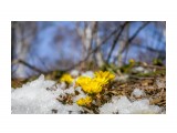 Название: адонис
Фотоальбом: Охотское
Категория: Природа
Фотограф: Tsygankov Yuriy

Время съемки/редактирования: 2021:03:24 17:33:25
Фотокамера: Canon - Canon EOS 6D
Диафрагма: f/4.0
Выдержка: 1/1600
Фокусное расстояние: 40/1



Просмотров: 816
Комментариев: 1