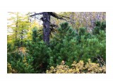 Тундра
Фотограф: vikirin

Просмотров: 1228
Комментариев: 0