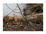 Зимний гриб опенок (фламмулина) 14.11.2015г.

Просмотров: 1746
Комментариев: 0
