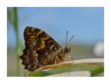 Название: бархатница японская
Фотоальбом: макро
Категория: Природа

Время съемки/редактирования: 2018:06:10 12:13:50
Фотокамера: NIKON CORPORATION - NIKON D5100
Диафрагма: f/7.1
Выдержка: 10/25000
Фокусное расстояние: 550/10


Описание: 10 06 18

Просмотров: 758
Комментариев: 0
