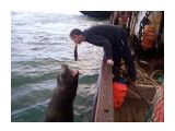 моряки прикалываются
при сдаче рыбы сивучи вообще ничего не боятся

Просмотров: 2980
Комментариев: 3