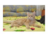 Название: Харлей
Фотоальбом: Новые фото свободного котенка породы Мейн-кун - котенку ровно 3-и месяца
Категория: Животные
Фотограф: Arishka

Время съемки/редактирования: 2012:05:18 20:53:35
Фотокамера: NIKON CORPORATION - NIKON D90
Диафрагма: f/5.6
Выдержка: 10/800
Фокусное расстояние: 280/10



Просмотров: 356
Комментариев: 0