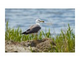 Чернохвостая чайка
Фотограф: VictorV
Black-tailed Gull

Просмотров: 395
Комментариев: 2