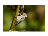 Japanese Pygmy Woodpecker
Фотограф: VictorV
Малый острокрылый дятел

Просмотров: 555
Комментариев: 1