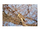 Может дербник?
Фотограф: Tsygankov Yuriy

Просмотров: 656
Комментариев: 0