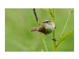 Чернобровая камышевка
Фотограф: VictorV

Просмотров: 375
Комментариев: 0