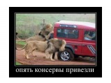 Название: opyat-konservyi-privezli
Фотоальбом: Юмор  ЕДА
Категория: Демотиваторы

Просмотров: 989
Комментариев: 0