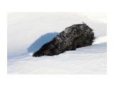 Была бы воля, собачка под снегом бы ходила..
Фотограф: vikirin

Просмотров: 3402
Комментариев: 0