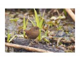 Eurasian wren
Фотограф: VictorV

Просмотров: 606
Комментариев: 0