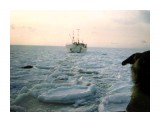 Название: Ледовый плен,
Фотоальбом: В море
Категория: Море
Фотограф: Mamonton
Описание: Это мой другой пароход и другая наша собака наблюдает как мы помогаем выбраться нашему пароходику из ледового плена .  
Трое суток выберались на "чистую воду" !
В левом нижнем углу можно увидить нерпу , лежащую на льдине , вон то тёмное овальное пятнышко

Просмотров: 1532
Комментариев: 3