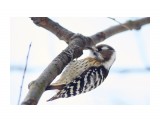 Japanese Pygmy Woodpecker
Фотограф: VictorV

Просмотров: 451
Комментариев: 1