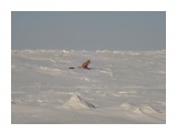 Название: DSC05010
Фотоальбом: Разное
Категория: Рыбалка, охота

Время съемки/редактирования: 2012:02:21 13:33:33
Фотокамера: SONY - DSC-W35
Диафрагма: f/13.0
Выдержка: 10/2500
Фокусное расстояние: 189/10
Светочуствительность: 100

Описание: Лисичка кушает водоросли.Почему?

Просмотров: 147
Комментариев: 0