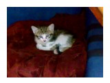 Название: Фото480
Фотоальбом: котэ
Категория: Животные

Фотокамера: Nokia - N73
Диафрагма: f/2.8
Выдержка: 59000/1000000
Фокусное расстояние: 56/10
Светочуствительность: 640


Просмотров: 1004
Комментариев: 0