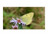 Colias erate
Желтушка степная

Просмотров: 353
Комментариев: 0