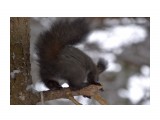 Название: DSC_0015
Фотоальбом: .Squirrel 20.11.2016
Категория: Животные

Просмотров: 403
Комментариев: 0