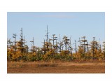 негустой лес
Фотограф: vikirin

Просмотров: 1201
Комментариев: 0