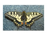 ANISE SWALLOWTAIL
Фотограф: VictorV
Papilio zelicaon

Просмотров: 1589
Комментариев: 1