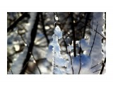 Зимний лес.. декабрь... 
Фотограф: vikirin

Просмотров: 1941
Комментариев: 0