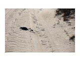 Медведушко ходил однако....
Фотограф: vikirin

Просмотров: 1417
Комментариев: 1