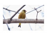 Китайская зеленушка
Фотограф: VictorV

Просмотров: 338
Комментариев: 0