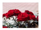 Название: DSC01821
Фотоальбом: Роза - королева цветов
Категория: Цветы
Фотограф: Тигрёнок...

Просмотров: 361
Комментариев: 0