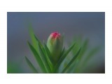 Цветы на окне с.Яблочное Сахалин
Фотограф: Федик О.Б.

Просмотров: 99
Комментариев: 0