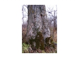 Огромное мудрое дерево
Фотограф: vikirin

Просмотров: 4974
Комментариев: 0