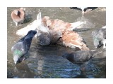 Название: утренний душ
Фотоальбом: Разное
Категория: Животные
Фотограф: Софинка

Время съемки/редактирования: 2010:08:26 09:29:00
Фотокамера: SONY - DSC-HX1
Диафрагма: f/4.5
Выдержка: 10/2500
Фокусное расстояние: 486/10
Светочуствительность: 125


Просмотров: 979
Комментариев: 0