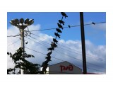 Голуби на площади 
Фотограф: vikirin

Просмотров: 1510
Комментариев: 0