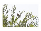 Russet Sparrow
Фотограф: VictorV
Рыжий воробей

Просмотров: 690
Комментариев: 0