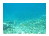 Название: В воде жизни больше чем на суше.
Фотоальбом: 2012_12_Папуа Новая Гвинея (работа)
Категория: Море
Фотограф: qqshonok

Просмотров: 1339
Комментариев: 0