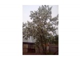 яблоня в цвету
Фотограф: Keed
весна 2010г.

Просмотров: 1873
Комментариев: 0