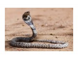 a snake**

Просмотров: 3373
Комментариев: 0